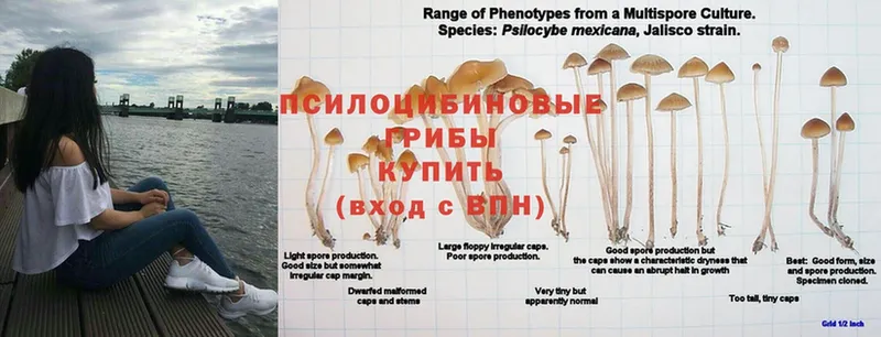 Галлюциногенные грибы MAGIC MUSHROOMS  blacksprut ссылка  Жуковский 